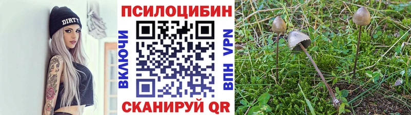 Купить где Сухиничи Галлюциногенные грибы прущие грибы